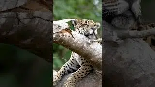 Jaguars love climbing trees!