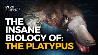 The Insane Biology of: The Platypus