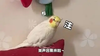 狗和鸡 Dog and the Cockatiel