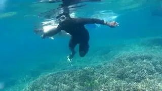 නිලවේලි පරෙවි දූපතෙහි  මෝරුන් - Shark a reef shark in pigon Island nilaveli trincomalee sri lanka