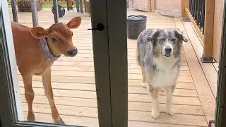 When Your Dog Brings Home A New Friend🙈🤣 Funny Animals Videos 2024