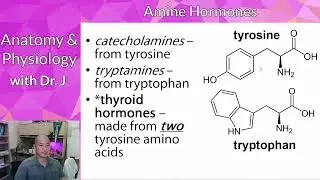 A&P 2 (PHYL 142) | Endocrine | (Mono) Amine Hormone Structure