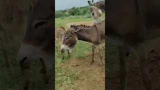 #Donkeys#pets#Animal#ghadha #youtube #short #plzsubscribe