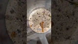 Самый СКРЫТНЫЙ Шестиглазый Песочный ПАУК 