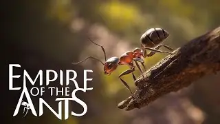 Empire of the Ants - Launch Trailer