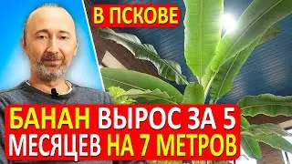 Гигантский БАНАН вырос у нас в Псковской Области высотой 7 метров за 5 месяцев! Хотите так же?