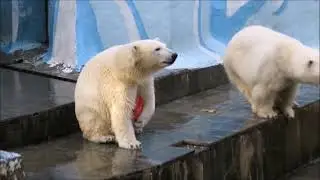 Наши мимишки Норди и Шайна после года 25.02.2021