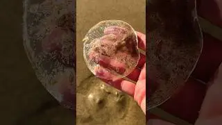 Big Jellyfish Rescue! #animals #nature #shorts