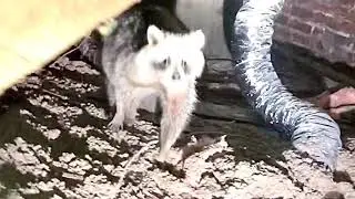 Raccoon Removal in Toronto