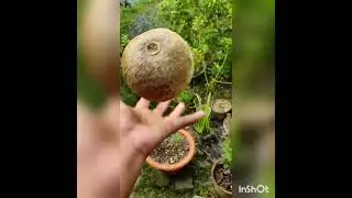 #kodbelmakha