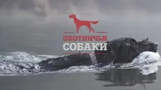 Анонс. Охотничьи собаки