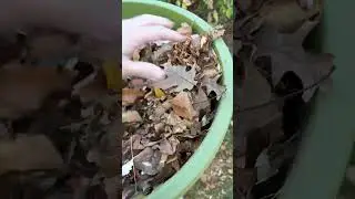 Leaf shredder get it - https://amzn.to/3FNPxDB