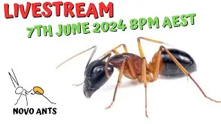 Novo Ants Livestream - 7th June 2024 - Ant keeping