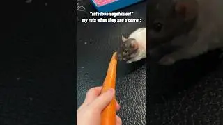 my rats hate carrots