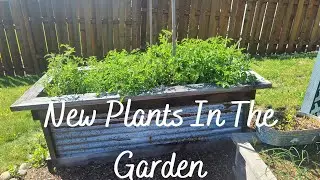 Garden Changes For the Future With Linda's Pantry