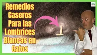 🚨 BEST HOME REMEDIES FOR CATS WITH WHITE WORMS 🚨