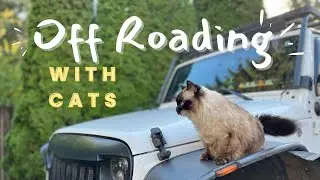 Off Roading with Our Cats - Their first overlanding adventure