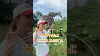 Всё самое интересное о жирафах! Нгуни Нейчер Nguuni Nature Sanctuary в Кении, Момбаса. #жирафы