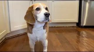 Oliver wants more toast