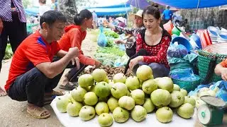 Harvesting Pear Melon DUA LE Goes to market sell - Weeding