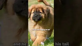 Challenging your dog 