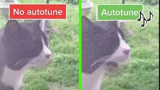 Wha Wha Cat  No Autotune & Autotune edit