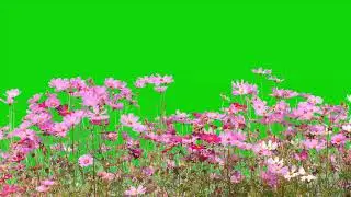 flowers green screen