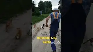СОБРАНИЕ КОШЕК НА ДОРОГЕ