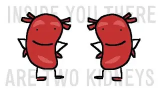 inside you there are two kidneys