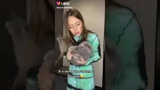 толстая кошка и строиная девушка