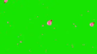 New green screen pink petals background particles animation video footage