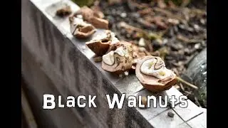 Harvesting the Black Walnut