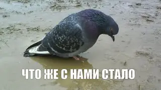 Куда мы делись? Уютный подкаст У камина