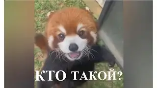 Ой как вкусненько!
