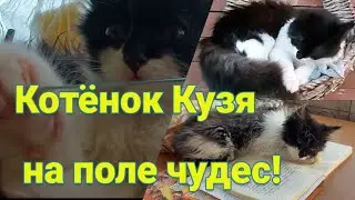 Котёнок Кузя на поле чудес! Наши маленькие пушистики /Большая улитка / Видео от подписчиков.