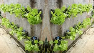 Turn a wall into a great lettuce garden - Vegetable growing tips