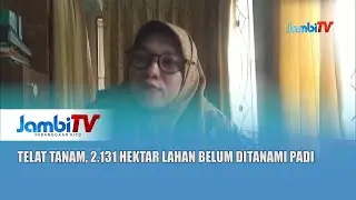 REALISASI LUAS TANAM PADI || TELAT TANAM, 2.131 HEKTAR LAHAN BELUM DITANAMI PADI