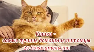 Кошки   самые лучшие домашние питомцы  Cats are the best pets