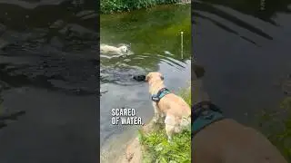 He was so proud of himself at the end 😂🐶