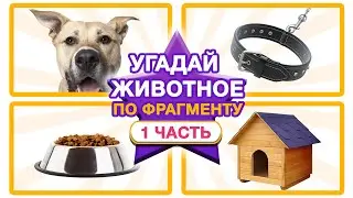 Угадай животное по фрагменту - Части животных - развивающие видео для малышей. Как устроены животные