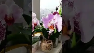 beautiful day 💕 #myorchids #orchids #plant #flower #orchid #orchidflower #orchidlover