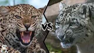 LEOPARD VS SNOW LEOPARD - Which is Stronger?