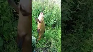 рыбалка на линя. Линь ловить. 