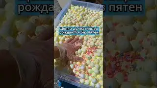 Во сколько лет ты узнал что 