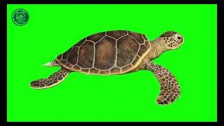 green screen turtle | turtle green screen | green screen videos | green screen animals #turtles