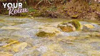 Gentle spring stream. Sounds of flowing water 1 hour video.