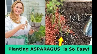 Grow ASPARAGUS From Home Step by Step / Shirley Bovshow