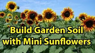 Building Healthy Garden Soil Improvement with Mini Blooming Sunflowers Gardening 101