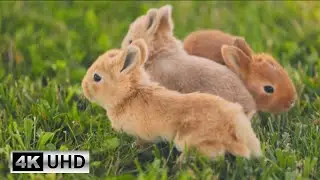 Cute Bunny Video with Relaxing Piano Music | Soothing Music for Stress Relief 4K Videos