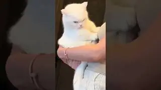 #78 Funniest Cats And Dogs videos 😂🤣🤣 